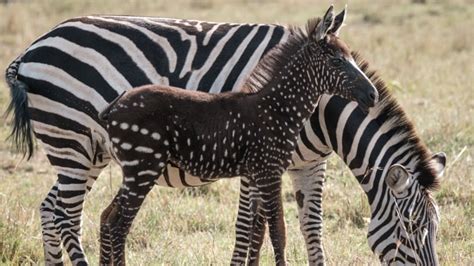 Some Zebras Are Developing Odd Stripes And Humans Could Be To Blame