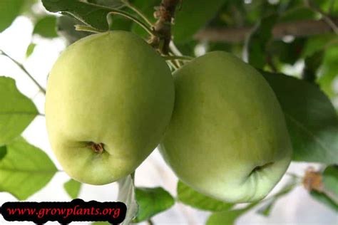Anna Apple How To Grow And Care