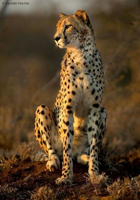 Beautiful Animals Wild Cats Cheetah Photos