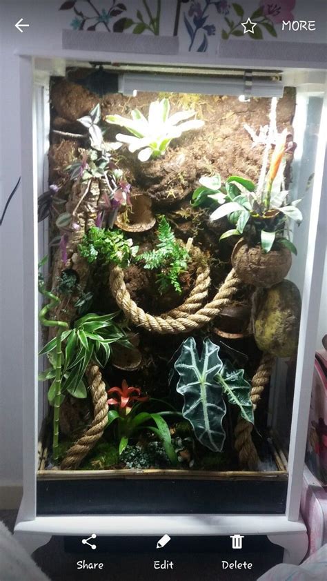 How To Make Your Own Crested Gecko Terrarium Background Craftsmumship