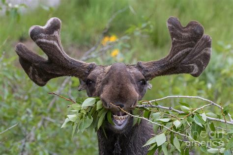 Funny Awkward Moose Eating Branches Photograph By Green Mountain