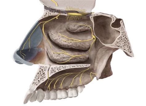 Nasal Cavity, Cavities, Anatomy, Dental Caries, Artistic Anatomy