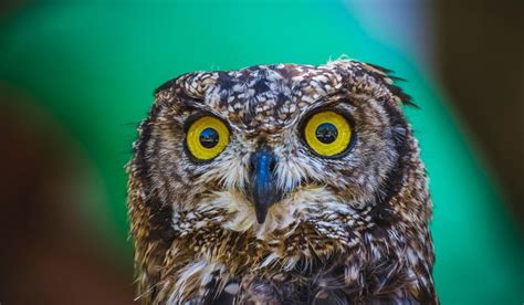 If you would want to posses a species native to the us like the gho, barn owl, etc. Do Owls Eat Cats - Exploration Squared