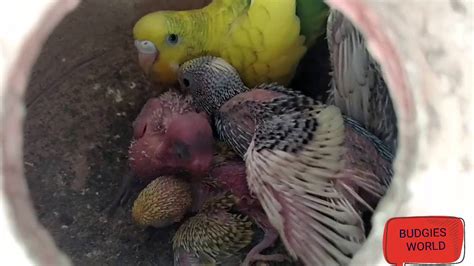 Budgies Molting And How To Shift Their Babies In Urdu Youtube