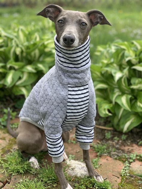 Should a great dane mix take after their dane parent, they will grow to be a huge, lovable dog that is gentle, affectionate, and playful. Italian Greyhound NOOD SuperLounge: Quilted Stripe Mix ...