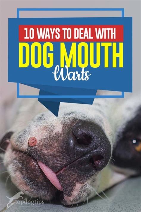 10 Ways To Deal With Dog Mouth Warts Dog Remedies Natural Sleep