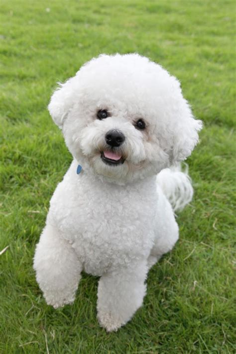 69 Cost Of A Bichon Frise Puppy Picture Bleumoonproductions