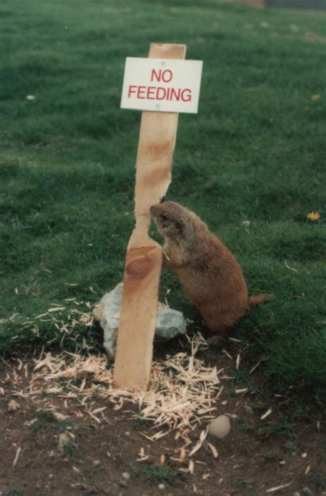 20 Funny Zoo Signs Which Probably Have Some Incredible Stories Behind Them