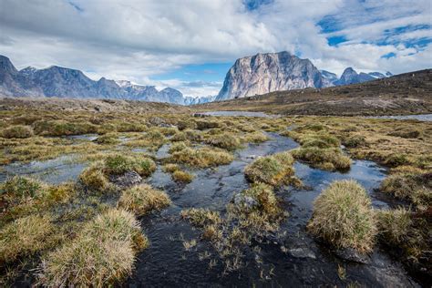 Arctic Warming Reveals Moss That Had Been Covered For 40000 Years