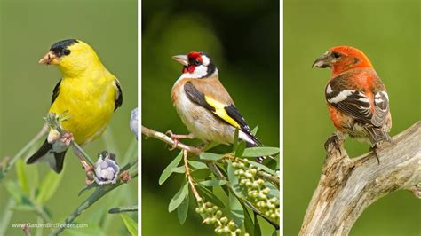 5 Types Of Finches You May See In Your Backyard