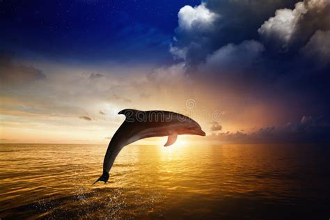 Dolphin Jumping Stock Image Image Of Glowing Sunset 45752045