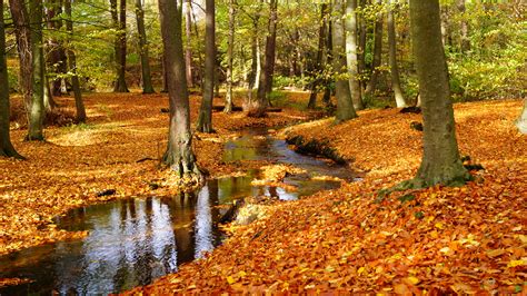 Herbstwald Foto And Bild Jahreszeiten Herbst Natur Bilder Auf