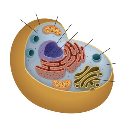 Organelles In An Animal Cell Only Eukaryotic Structures Course Hero