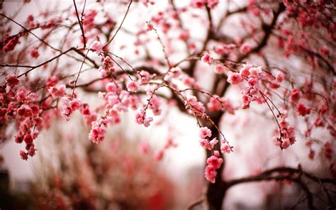 Cherry Blossom Wallpaper For Desktop Wallpapersafari