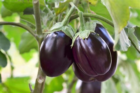 How To Successfully Grow Eggplant In Containers Clean Green Simple