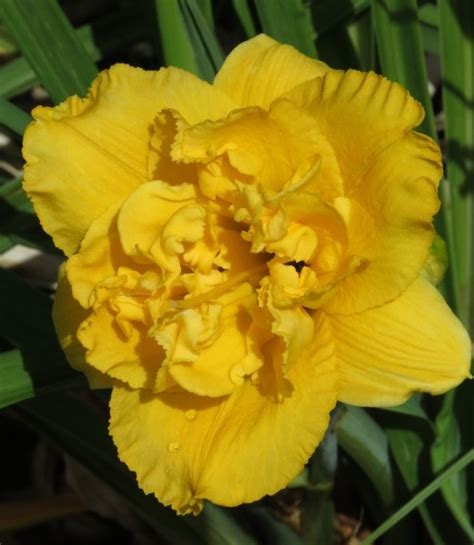Early, evergreen, diploid, double, very fragrant. Dbl Betty Woods - Stout Silver Medal 1991 | Mooiplaas Iris ...