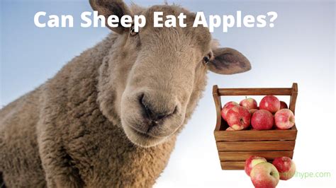 Can Sheep Eat Apples Animal Hype