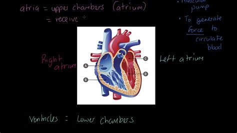 AQA GCSE PE Structure Of The Heart YouTube