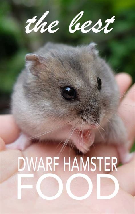 The Best Dwarf Hamster Food Reviews And Feeding Tips