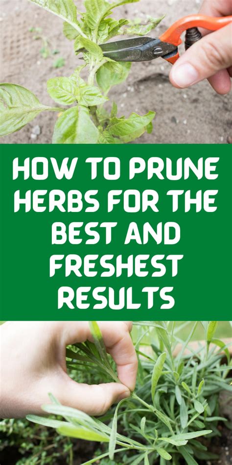How To Prune Herbs For The Best And Freshest Results Gardening Sun In