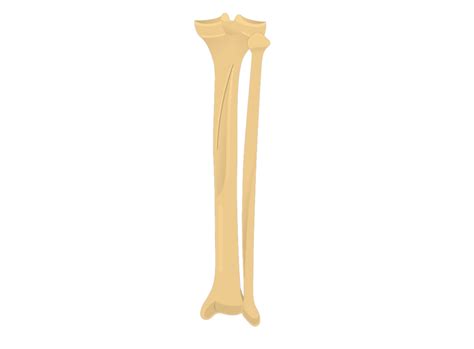 Tibia And Fibula Bones Posterior View