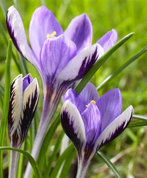 Crocus Biflorus Spring Beauty Bulb Flowers Early Spring Flowers