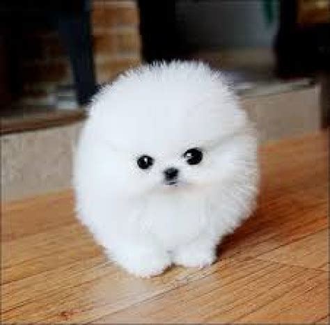 Find pomeranian puppies and dogs for adoption/rehome in the uk near me. 8 Cute pomeranian puppies for sale/adoption. Text ...