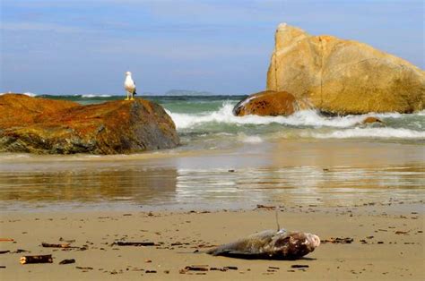 X Beach Bird Gull Ocean Outdoors Rocks Sand Sea Seagull Seascape Seashore