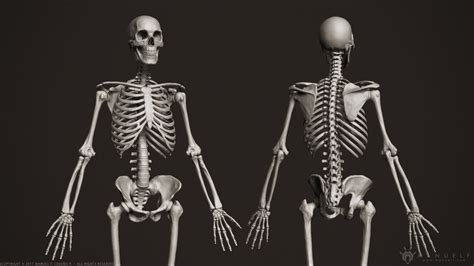 Long bones, short bones, and flat gross anatomy of axial skeleton. 3D Human Skeleton skeletal | CGTrader