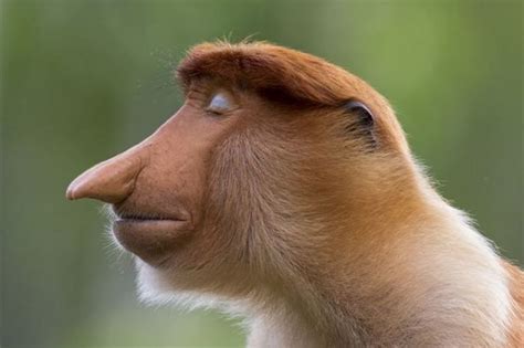 جایزه عکس حیات وحش ۲۰۲۰؛ میمون دماغ‌دراز بهترین پرتره و ببر سیبری