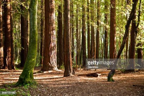 Redwood Floor Photos And Premium High Res Pictures Getty Images