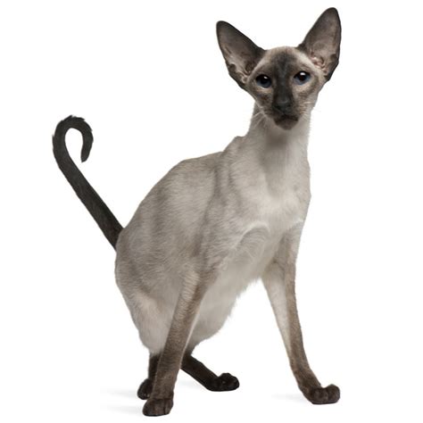 Balinese Cat Breed Information Temperament And Health