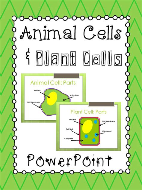 Animal Cells And Plant Cells Powerpoint Presentation Compares And