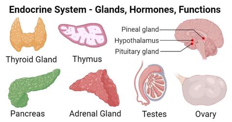 Endocrine System Definition Glands Hormones Functions Disorders