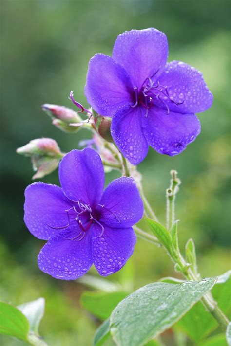 How To Care For A Tibouchina Plant Hunker