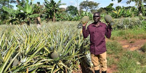 Harvesting Pineapples National Agricultural Advisory Services