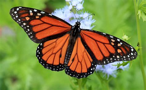 Tracing The Start Of Monarch Butterflies Epic Journey In Their Genes