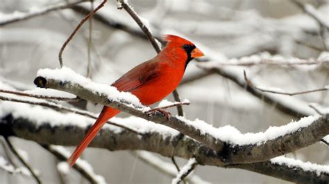 unusual half male half female cardinal spotted in pennsylvania mental floss