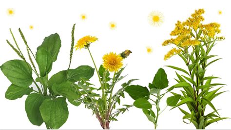 Weed Pollen Allergies Allergy Guide™ Zyrtec®
