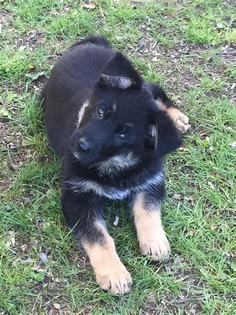 All potential adopters must wear a mask when entering the shelter. German Shepherd Puppies For Sale | Pinckney, MI #199689