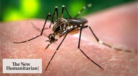 The New Humanitarian Malaria Killer Number One