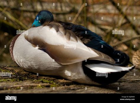 Mallard Ducks Sleeping Hi Res Stock Photography And Images Alamy