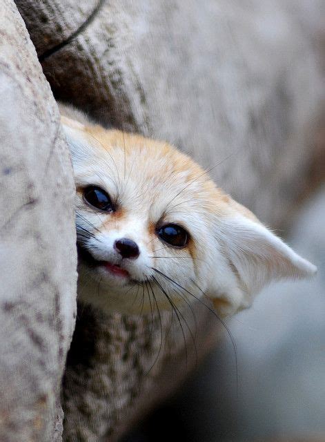 Cute Fennec Fox ♥ Cute Animals Animals Animals Beautiful