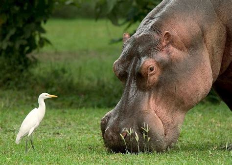 Visit Liwonde National Park In Malawi Audley Travel