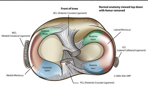 To better understand how knee problems occur, it is important to understand some of the anatomy of the knee joint and how the parts of the knee work together to maintain normal function. Knee Joint Anatomy | Bone and Spine