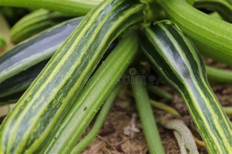 菜瓜 南瓜 丝瓜 乳瓜 苦瓜 冬瓜 豌豆 番茄 胡瓜 蚕豆 辣椒 鹰嘴豆 菌类蔬菜: 绿皮胡瓜生长 库存照片. 图片 包括有 食物, 绿色, 生长, 厨房, 夏南瓜, 绿皮胡瓜, 蔬菜, 国家（地区 ...