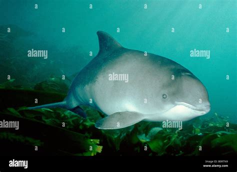 Harbor Porpoise Phocoena Phocoena Above Sea Weed Stock Photo Alamy