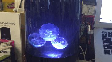 When you want to figure out what different kinds of jellyfish eat, you should look at their structures. Now You Can Have Pet Jellyfish At Home | Bored Panda