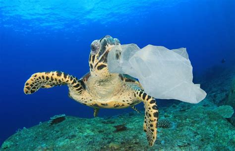 Plastic Bagss Impact To Wildlife Bag It Nyc