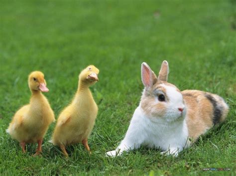 Easter Bunnies Chicks And Ducks Guardian Liberty Voice